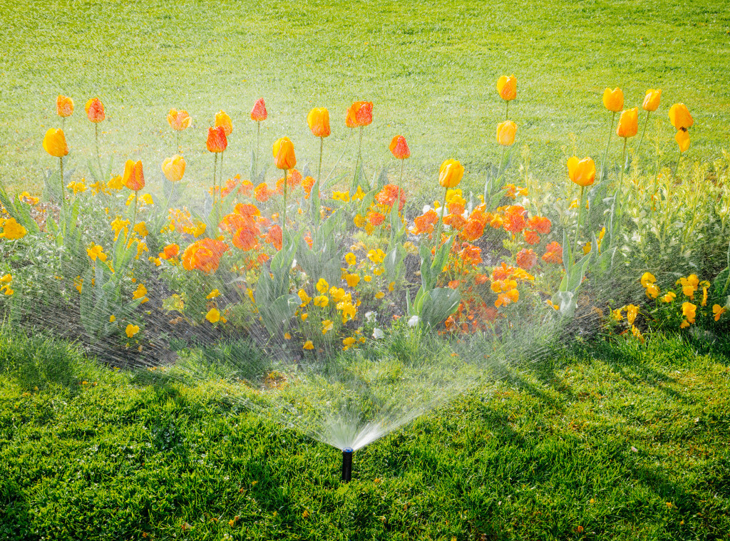 Flowers watered using a sprinkler